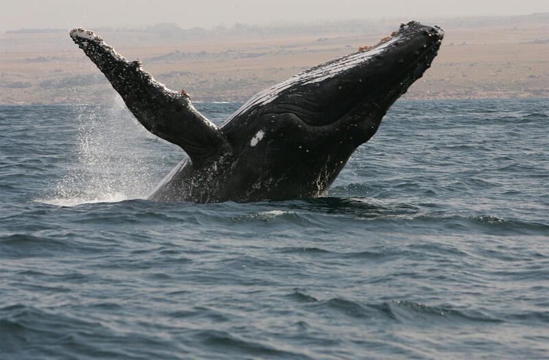 Whale breaching out of water