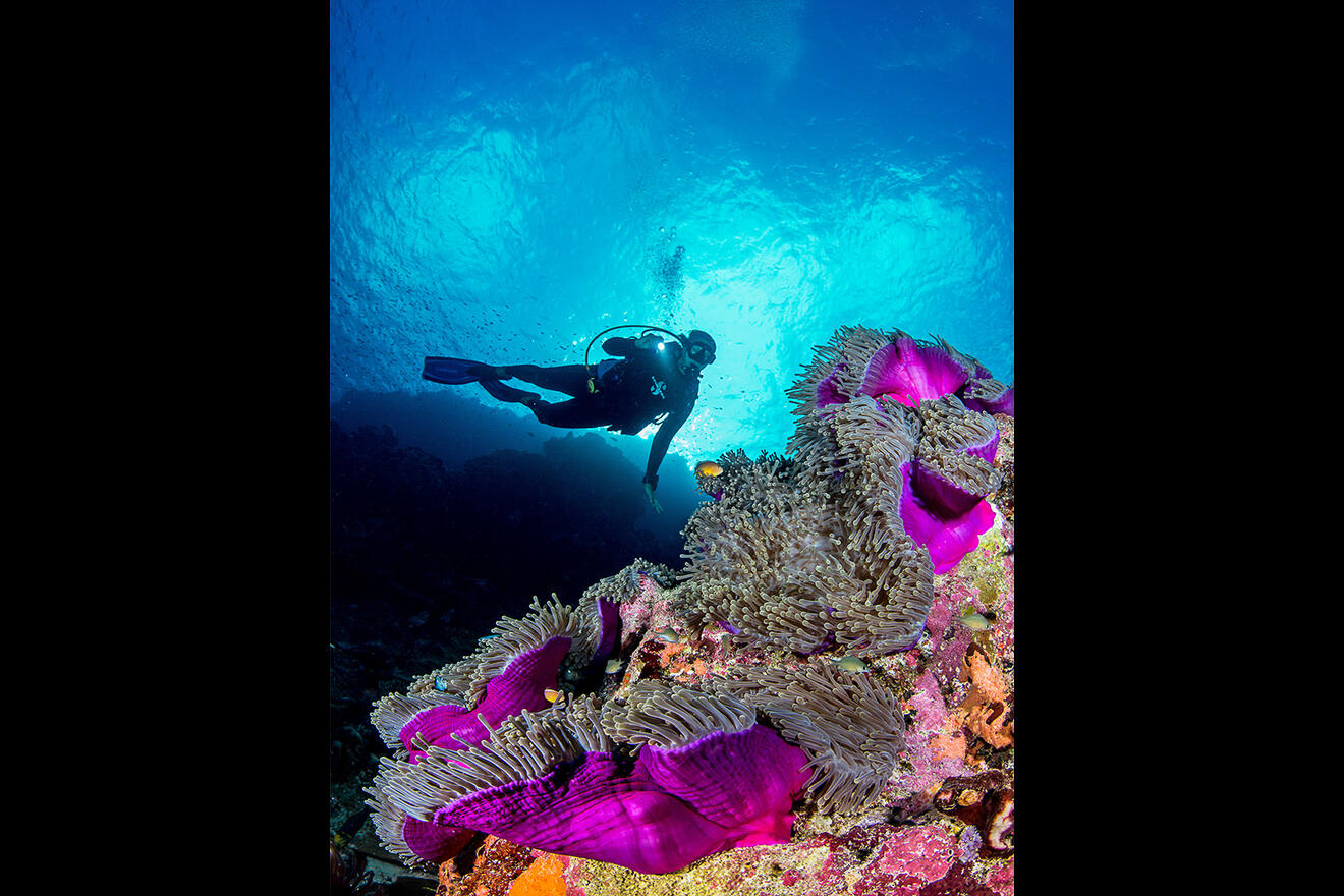 BLUE SAFARI SEYCHELLES - Astove Atoll - Diving