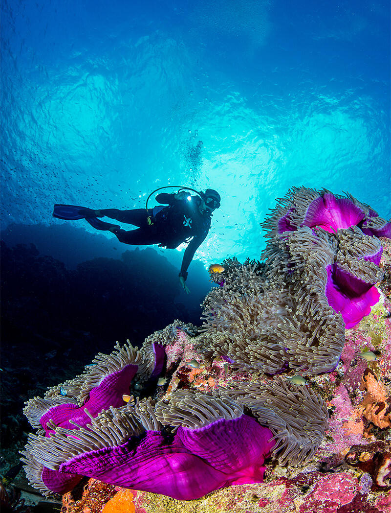 BLUE SAFARI SEYCHELLES - Astove Atoll - Diving