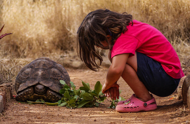 Child with tortoise