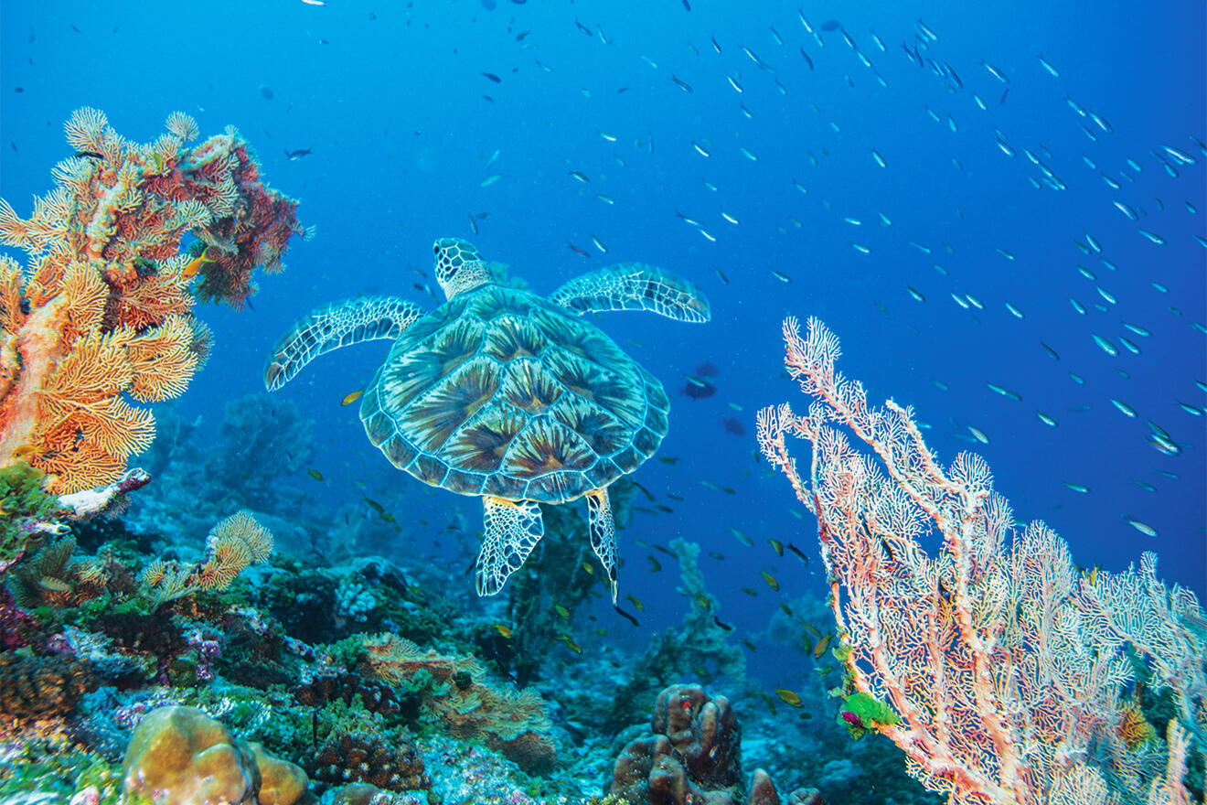 Turtle swimming underwater in Mauritius