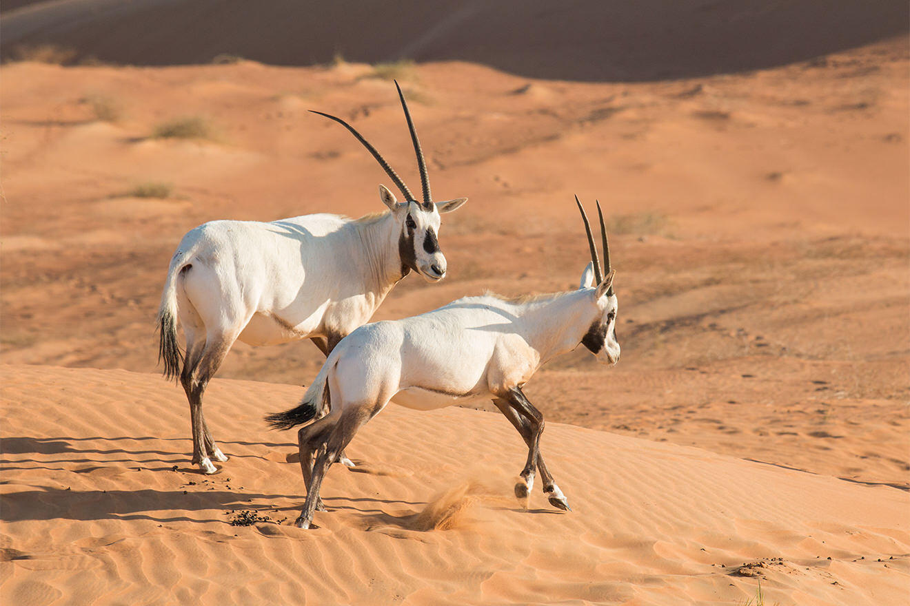 Wildlife in the sand dunes, Oman