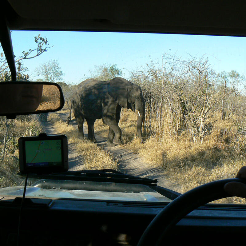 Watching elephants from a self drive vehicle