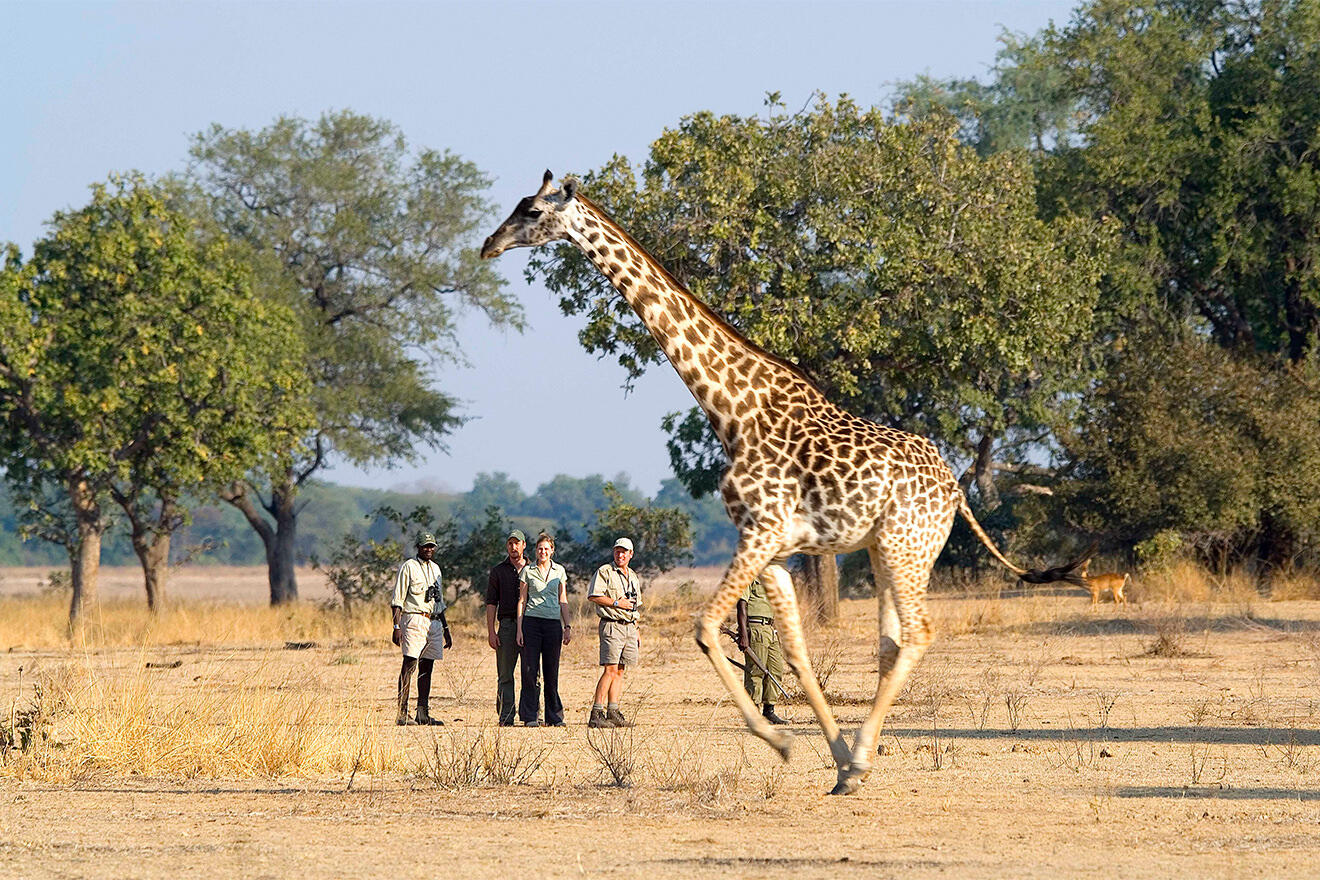 Watching a giraffe on foot